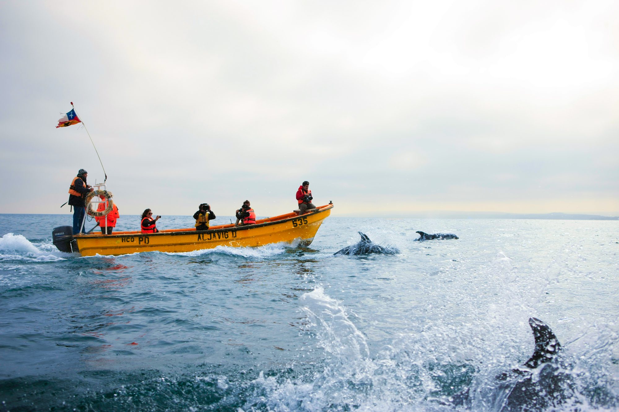 Avistamiento de delfines desde una lancha en Chañaral de Aceituno