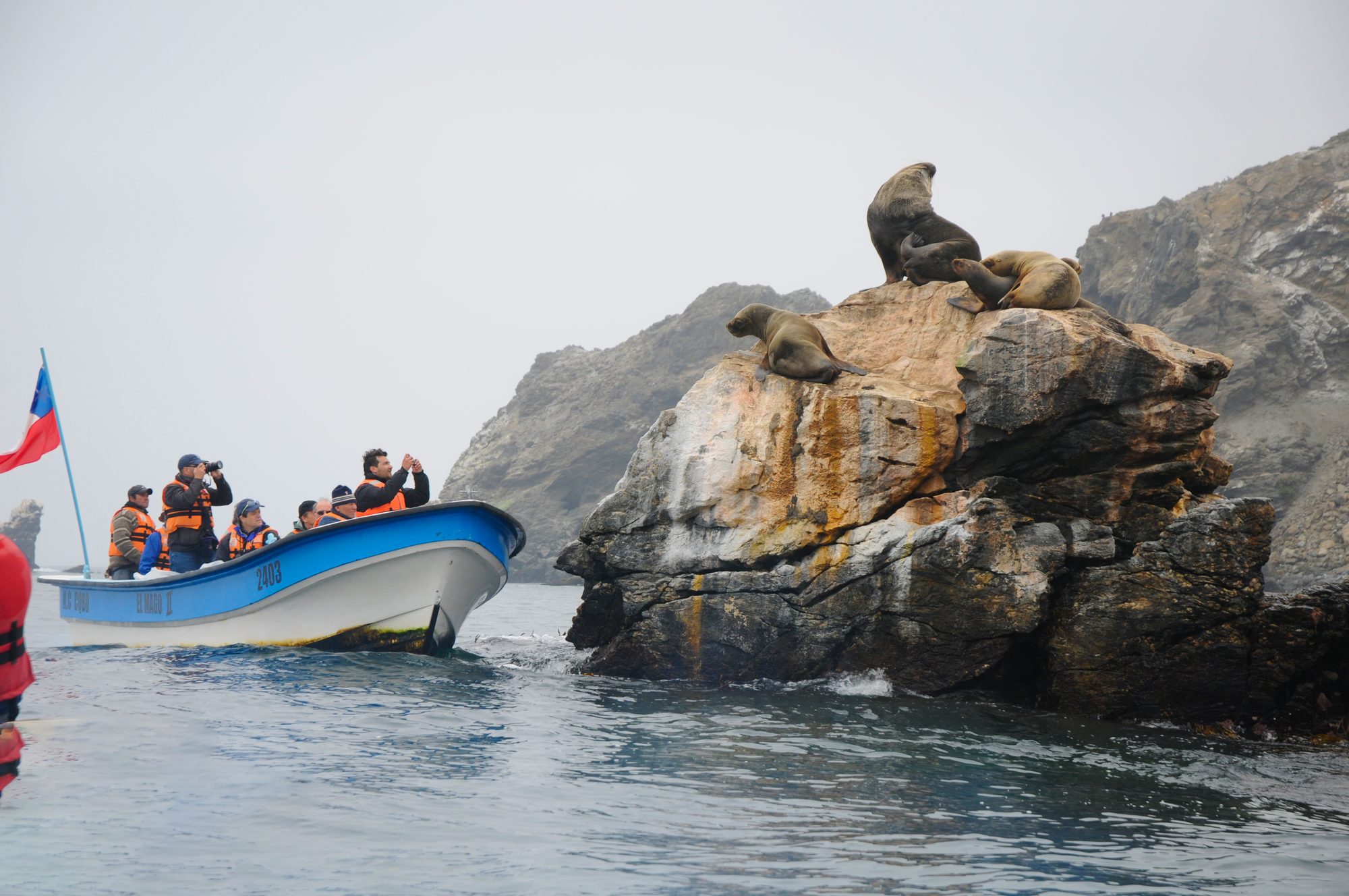 Isla Damas y Pingüino de Humboldt